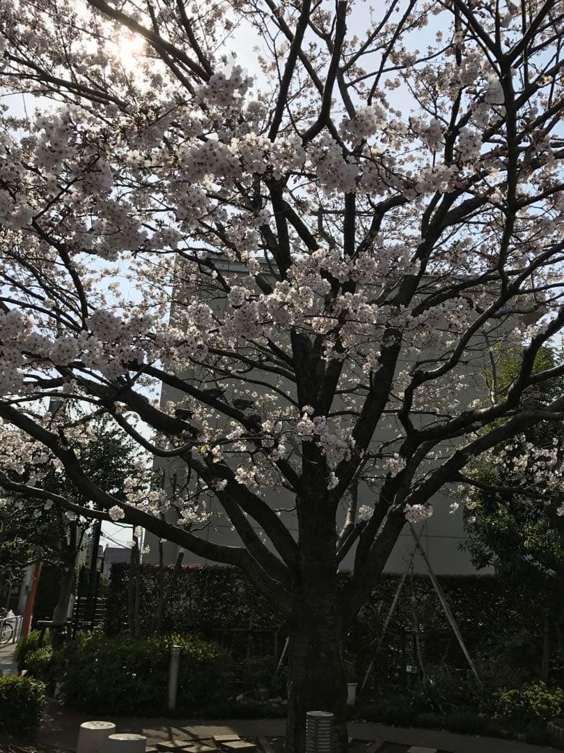 Apple iPhone17e MagSafe対応純正シリコ－ンケース（ピンク）