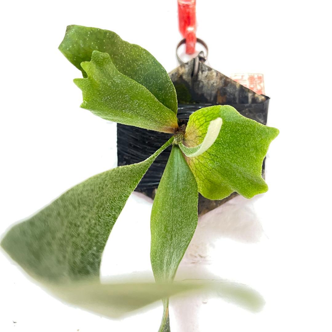 確認用ドワーフタツタ dwarf tatsuta ビカクシダ 胞子培養株13