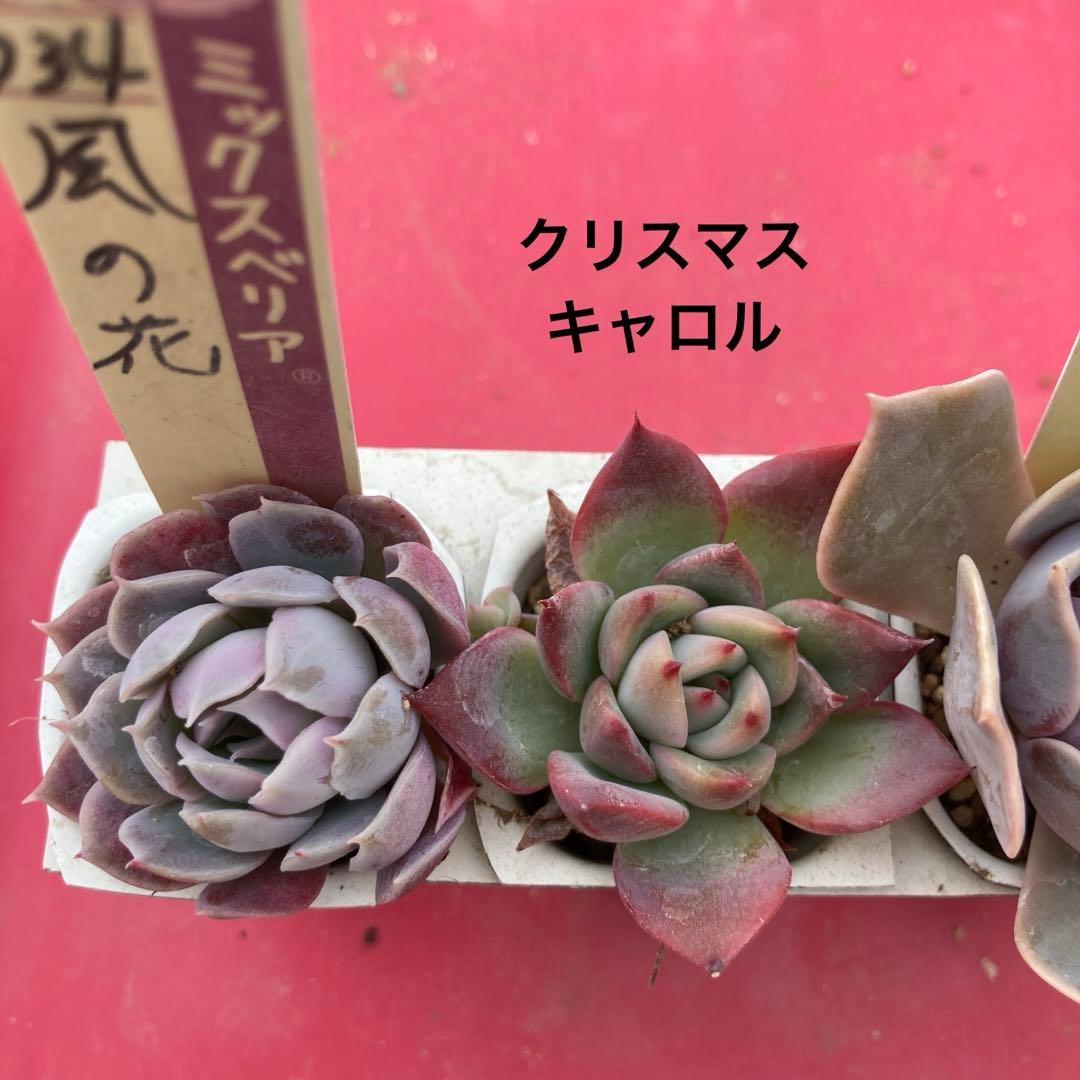 17.多肉植物＊おらいさん苗8種【根付き苗】