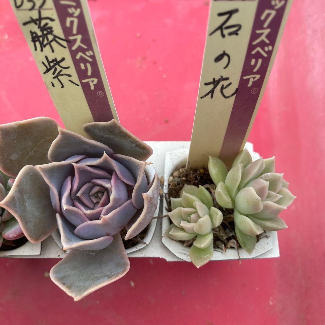 17.多肉植物＊おらいさん苗8種【根付き苗】