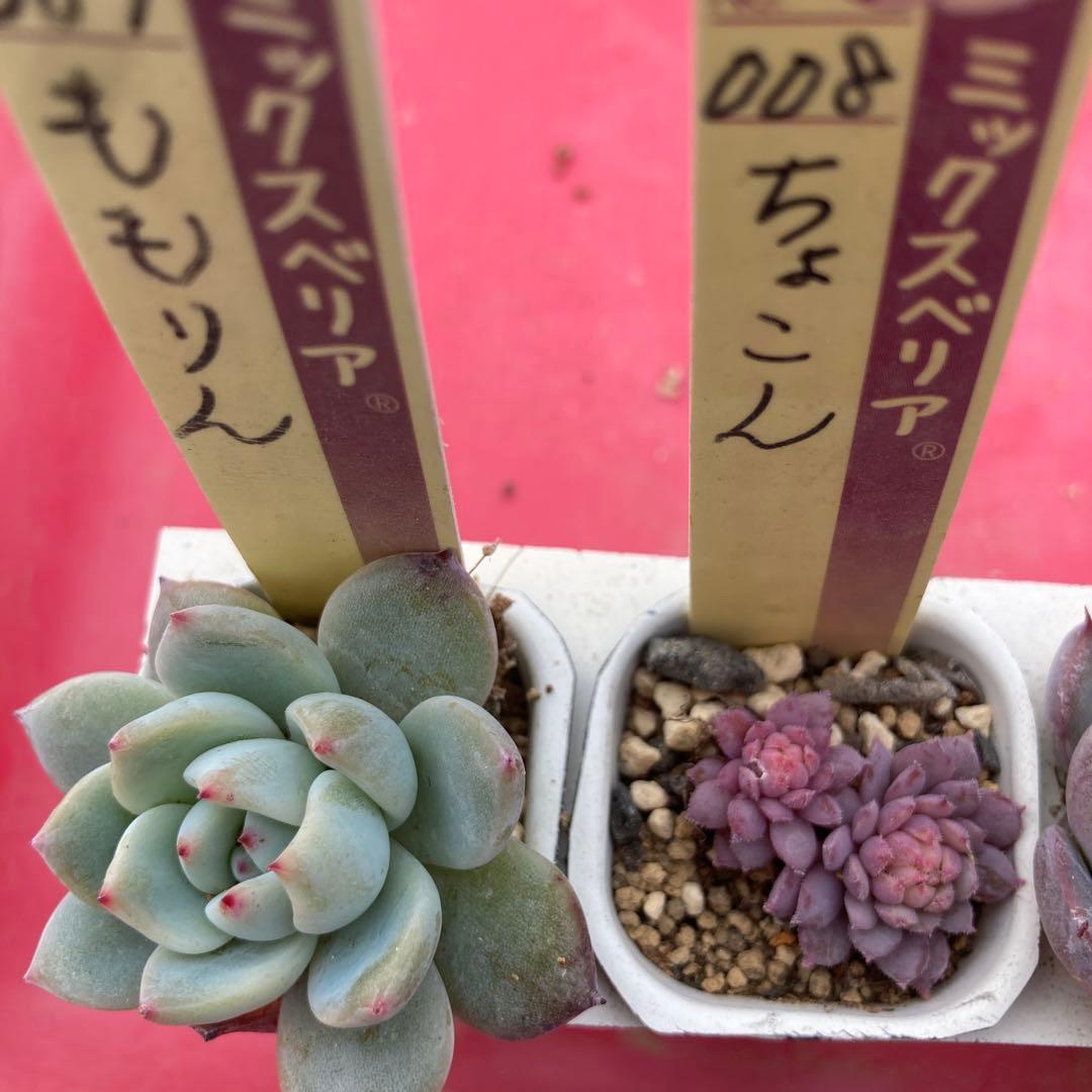 17.多肉植物＊おらいさん苗8種【根付き苗】