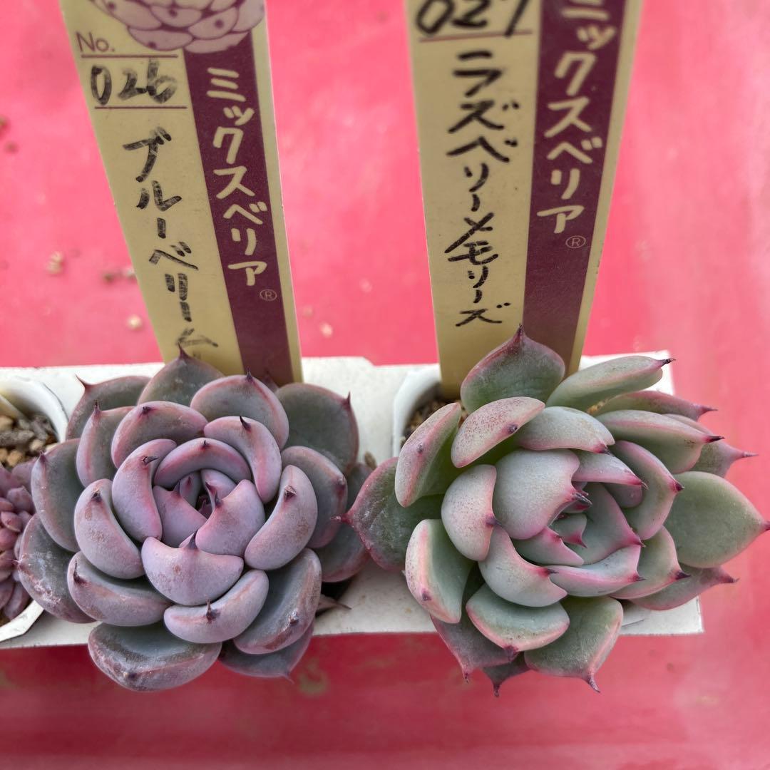 17.多肉植物＊おらいさん苗8種【根付き苗】