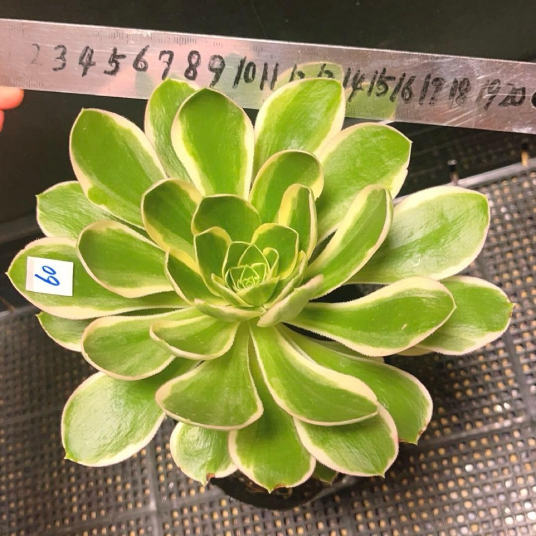 60#多肉植物アエオニウム錦❤️ 緑のバラ ❤️1大頭18cm 拔き苗