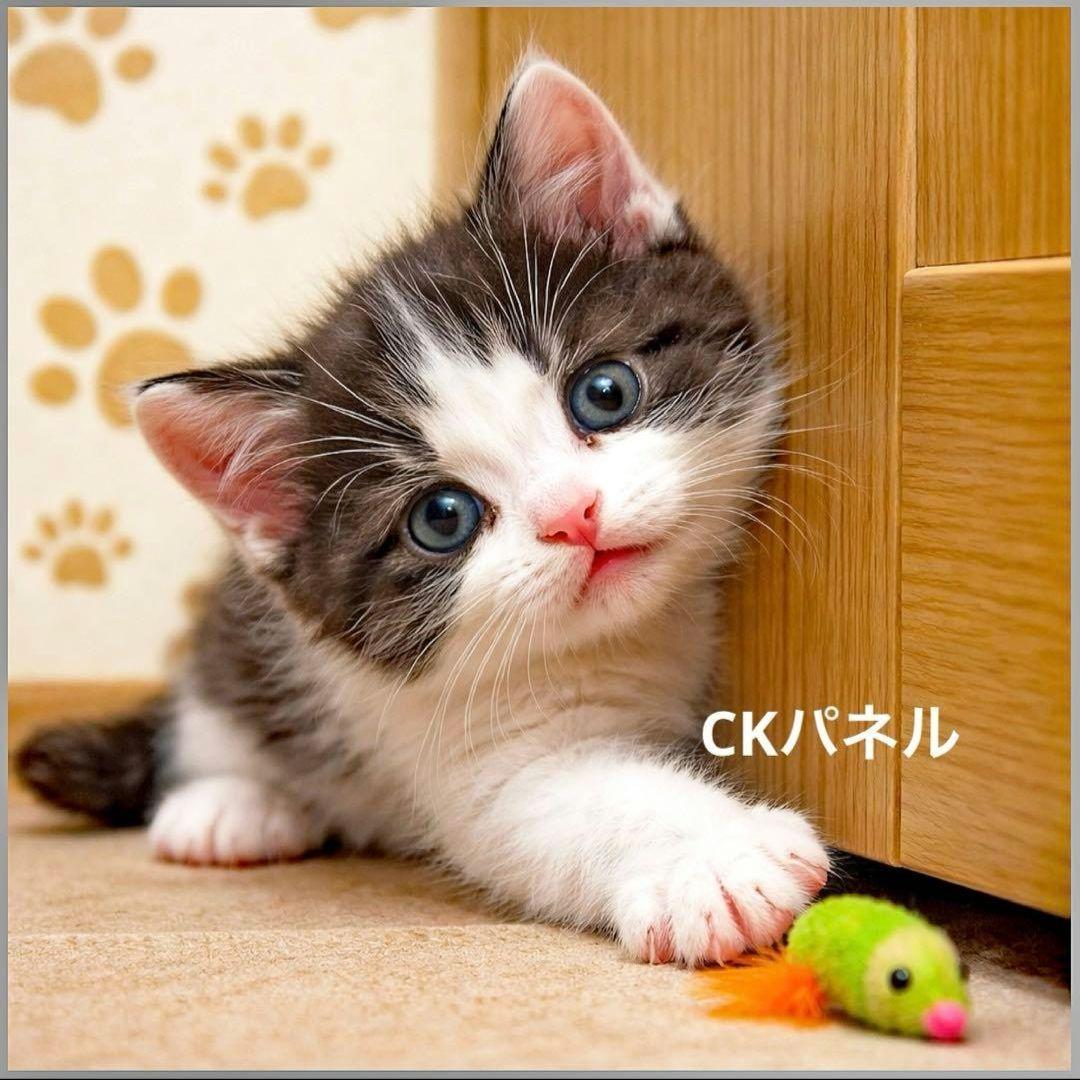 激レア隙間ねこパネル生地　ハンドメイド