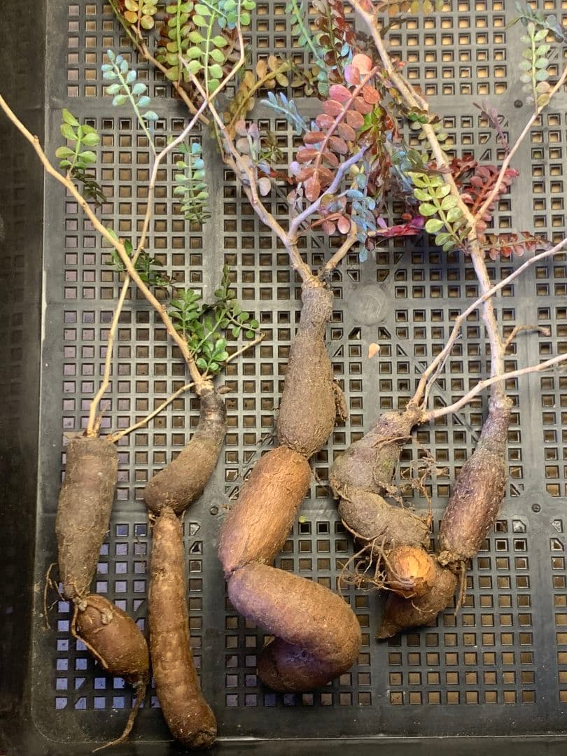 D-96多肉植物 オペルクリカリア・パキプス 5株【落ち葉です】