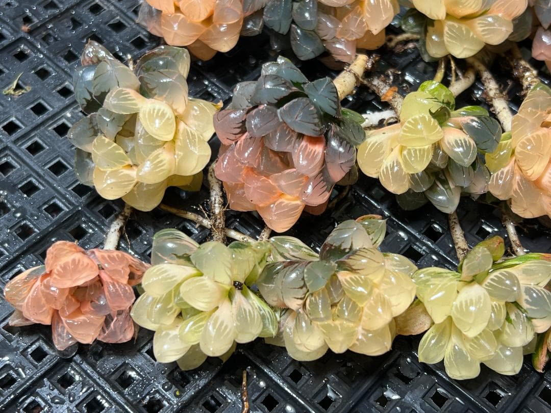 k*n様 ハオルチア　オブツーサ錦 水中月錦 糊斑 超美品 14株セット