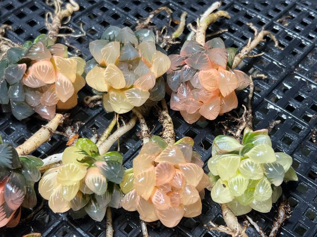 k*n様 ハオルチア　オブツーサ錦 水中月錦 糊斑 超美品 14株セット