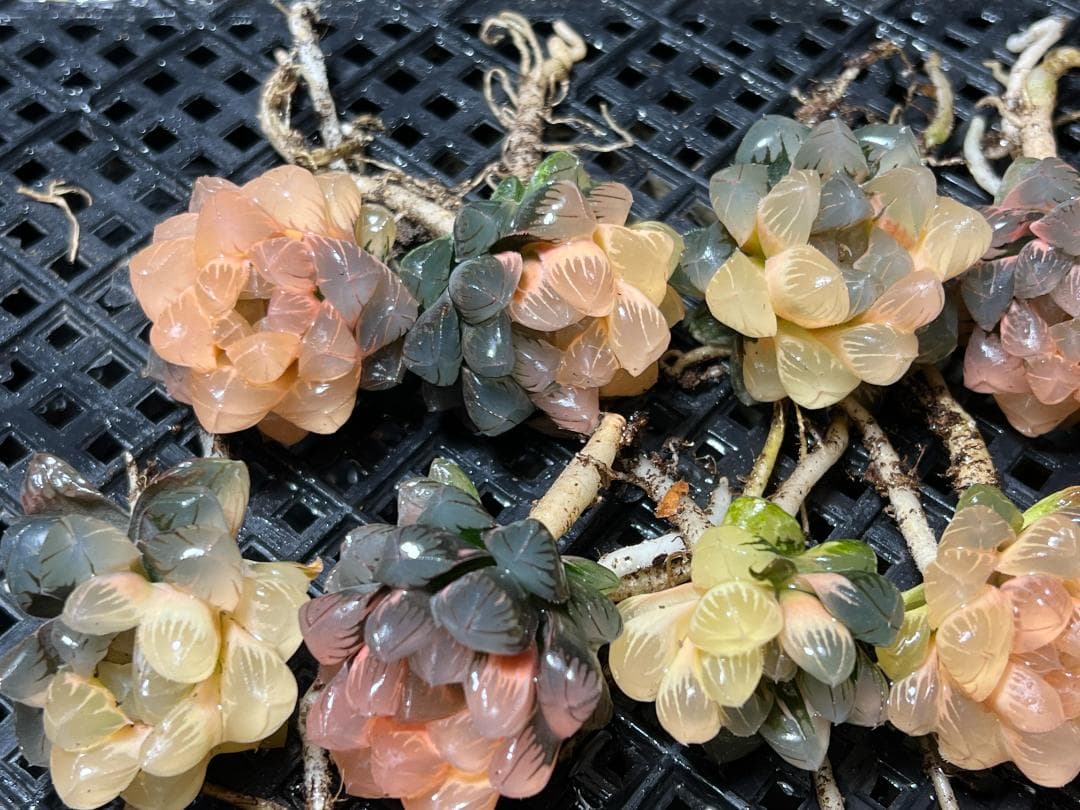 k*n様 ハオルチア　オブツーサ錦 水中月錦 糊斑 超美品 14株セット