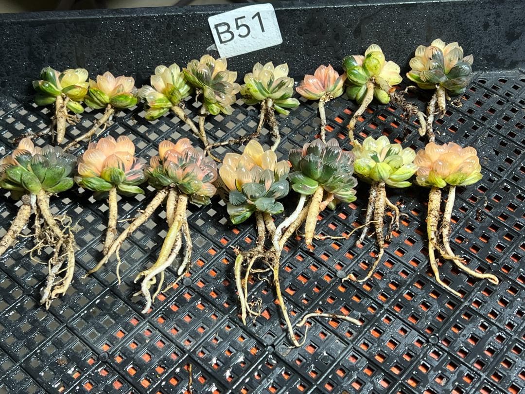 k*n様 ハオルチア　オブツーサ錦 水中月錦 糊斑 超美品 14株セット