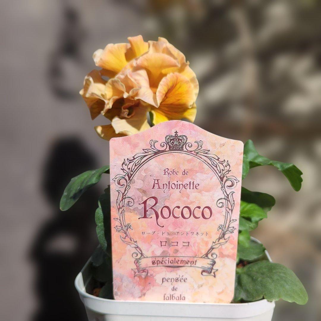 ✿Dom❤Mia✿プロフ必読✿サトウ園芸❤️ プチトリアノン❤️ロココ２苗