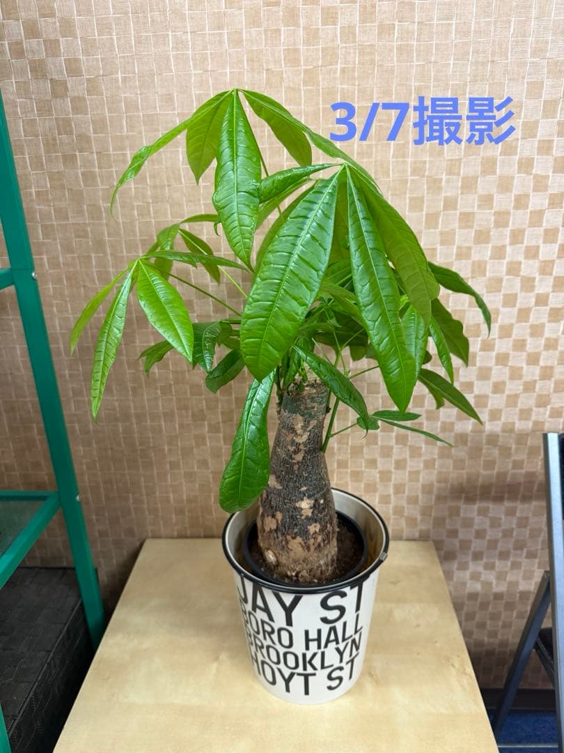 【このま発送】極太幹！存在感抜群！丈夫すぎるほど丈夫なパキラ
