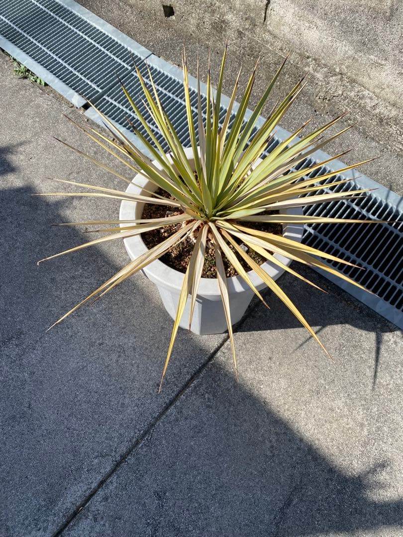 ユッカ 観葉植物 ドライガーデン　ロックガーデン　ロストラータ