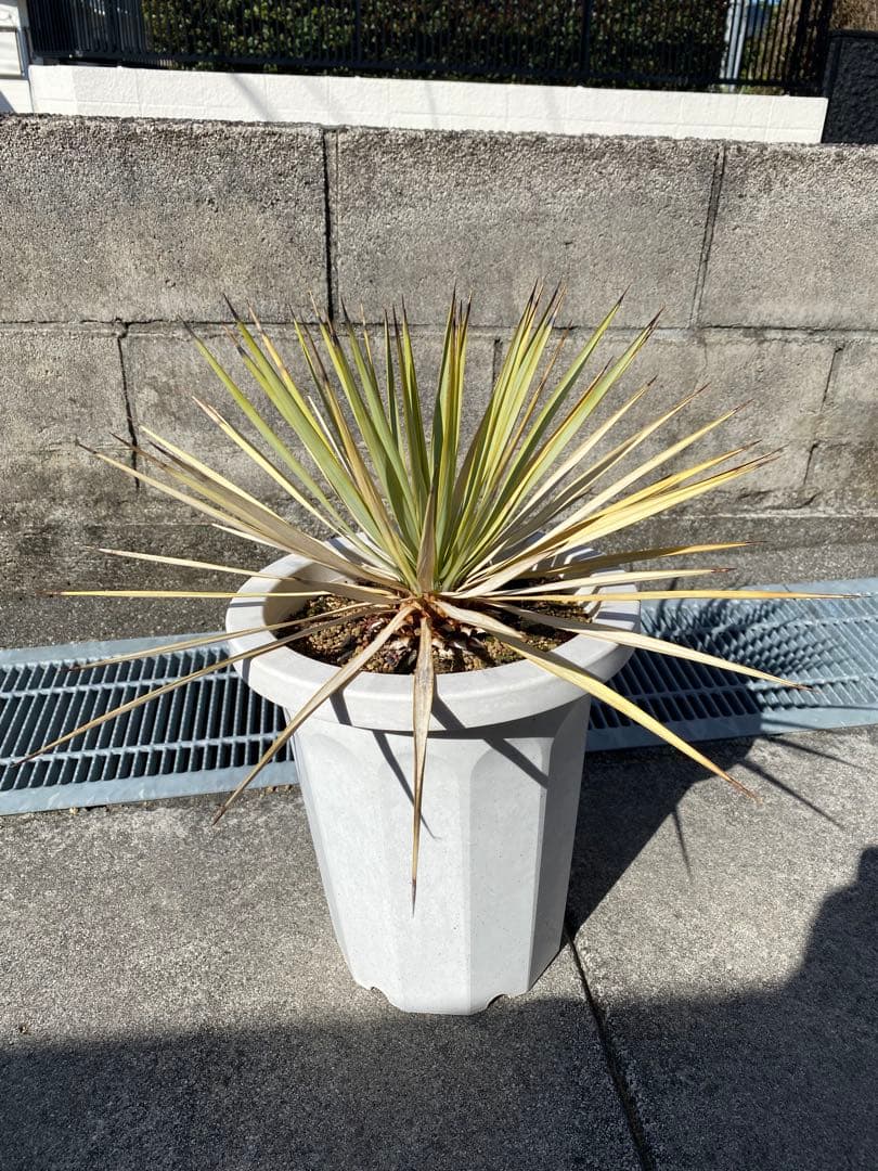 ユッカ 観葉植物 ドライガーデン　ロックガーデン　ロストラータ