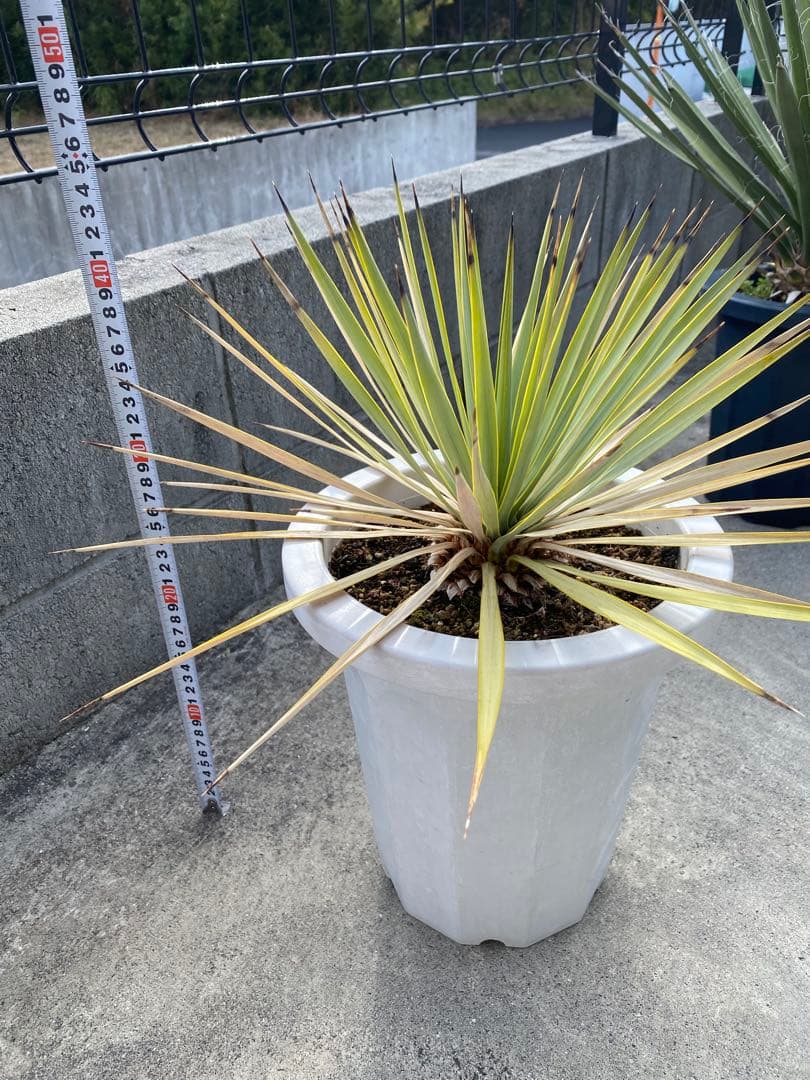 ユッカ 観葉植物 ドライガーデン　ロックガーデン　ロストラータ