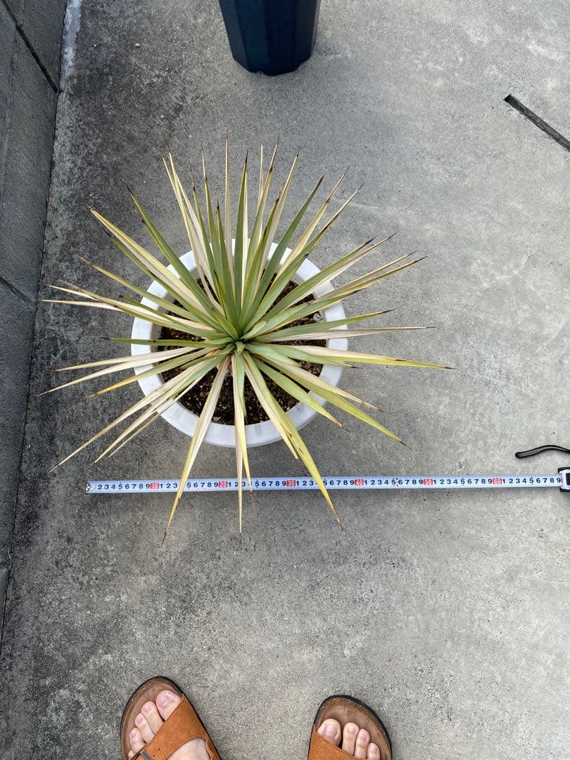 ユッカ 観葉植物 ドライガーデン　ロックガーデン　ロストラータ