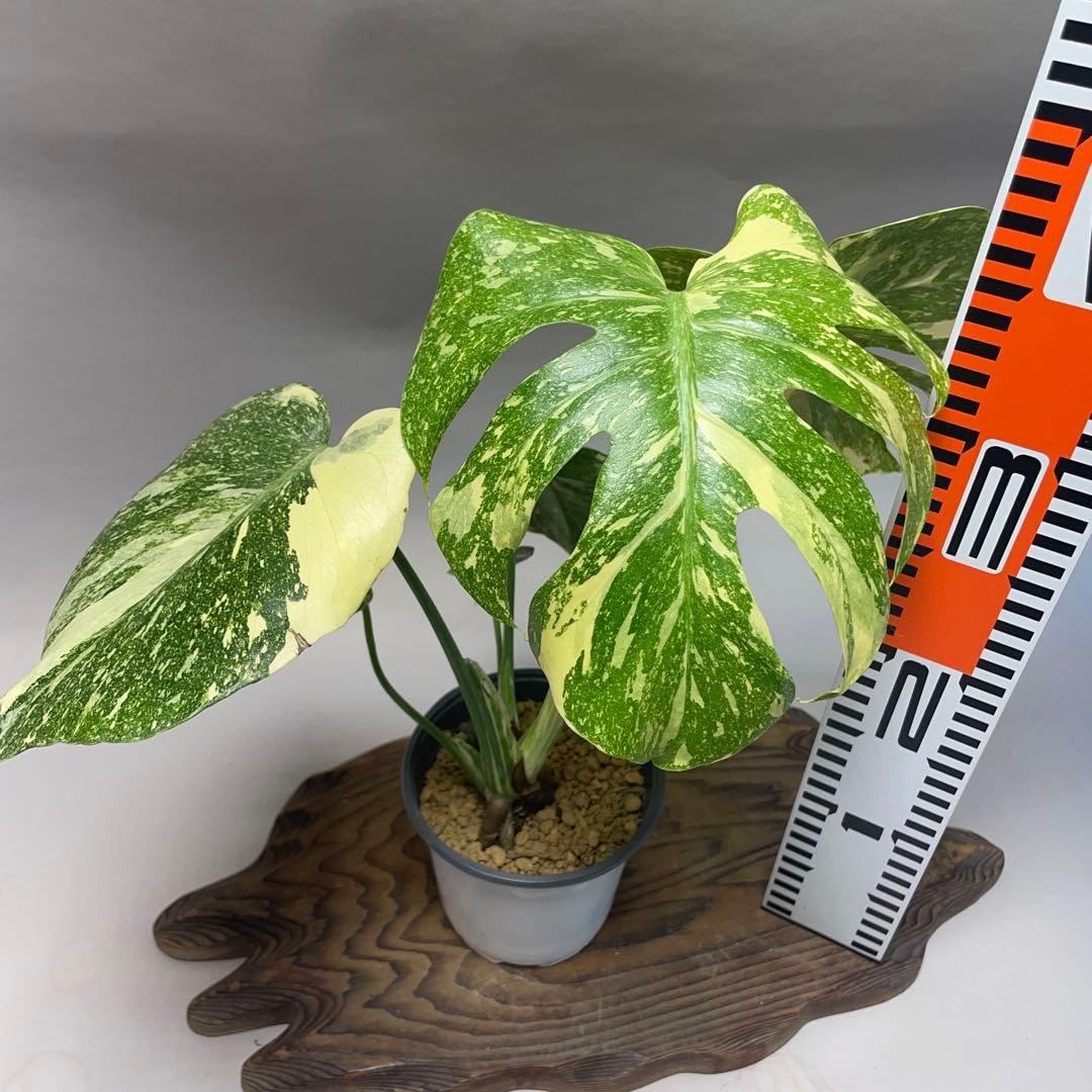 ワ*ル様 q2超美品　 Creme Brulee モンステラ・クレームブリュレ