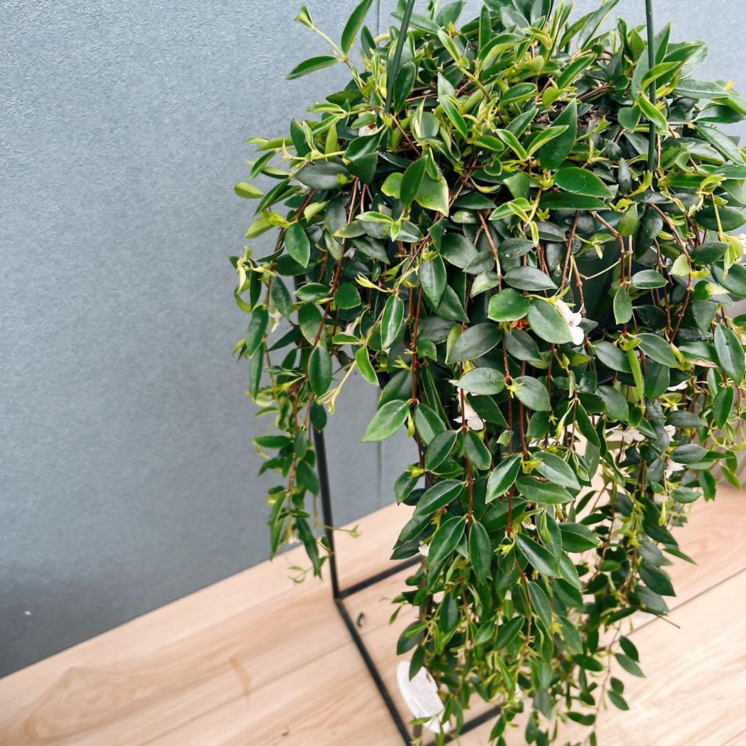 ［現品］32番　コドナンテ　クラシフォリア　5号　観葉植物　吊り鉢　吊り下げ