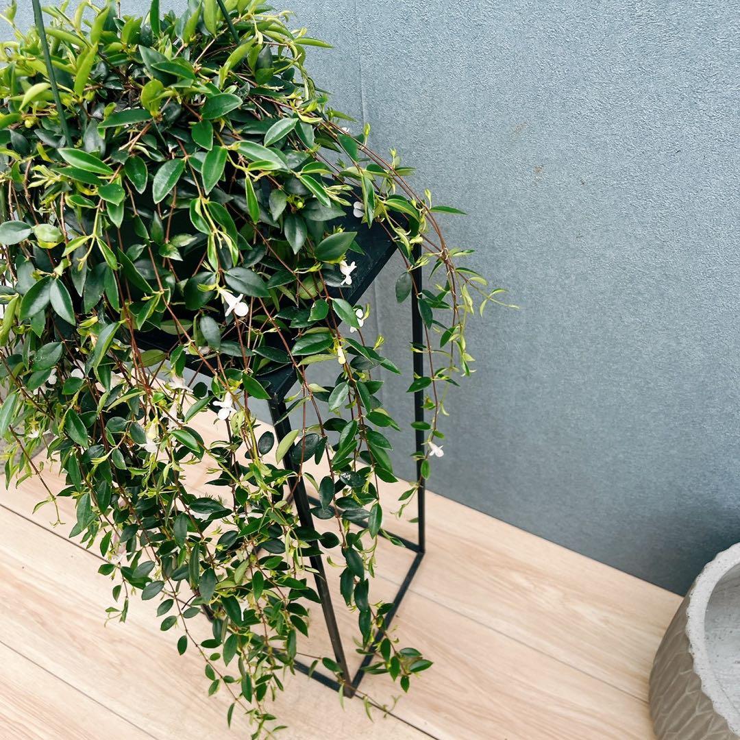 ［現品］32番　コドナンテ　クラシフォリア　5号　観葉植物　吊り鉢　吊り下げ