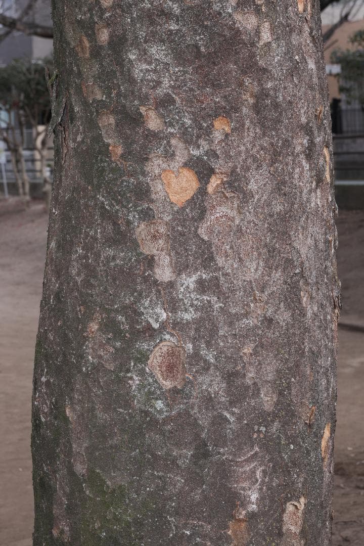 Canon EF28-70mm F2.8L USM 良品