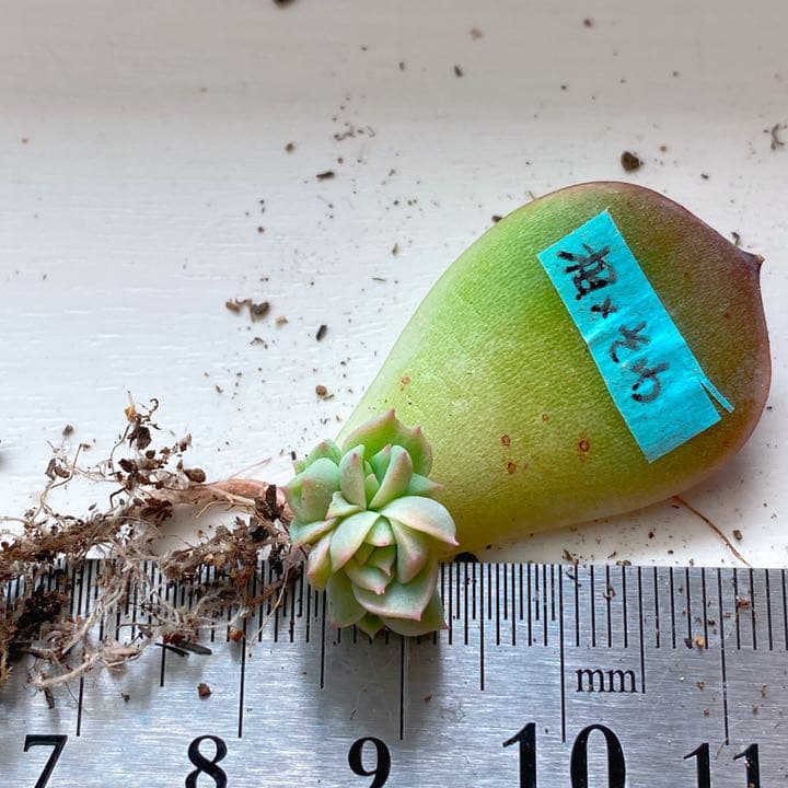 おらいさん苗　相府蓮xそわそわ　青札