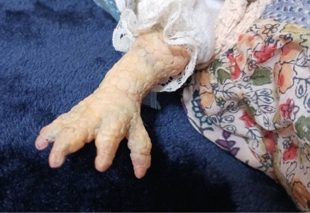 【新品】マキシム様の作品 カエルと木箱セット