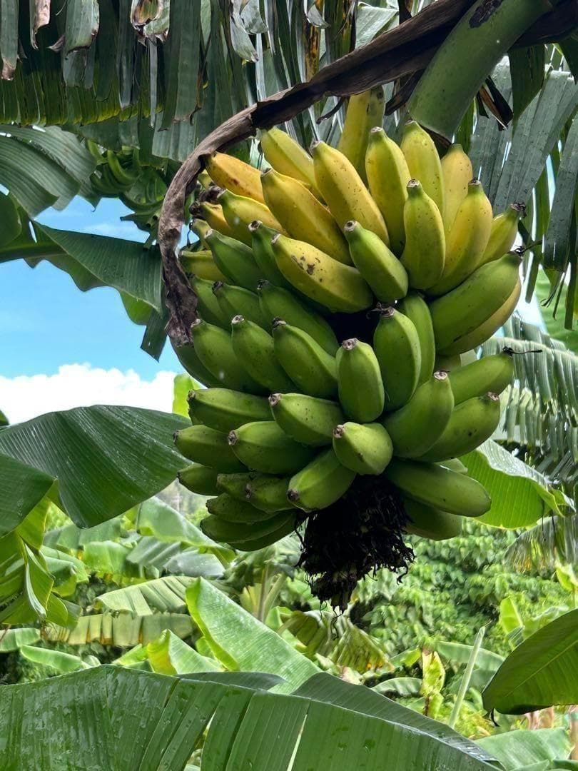 100㎝/甘さに驚愕◆ゴールドバナナ。嬉しい木熟◆初心者向き低木耐寒強◆バナナ苗