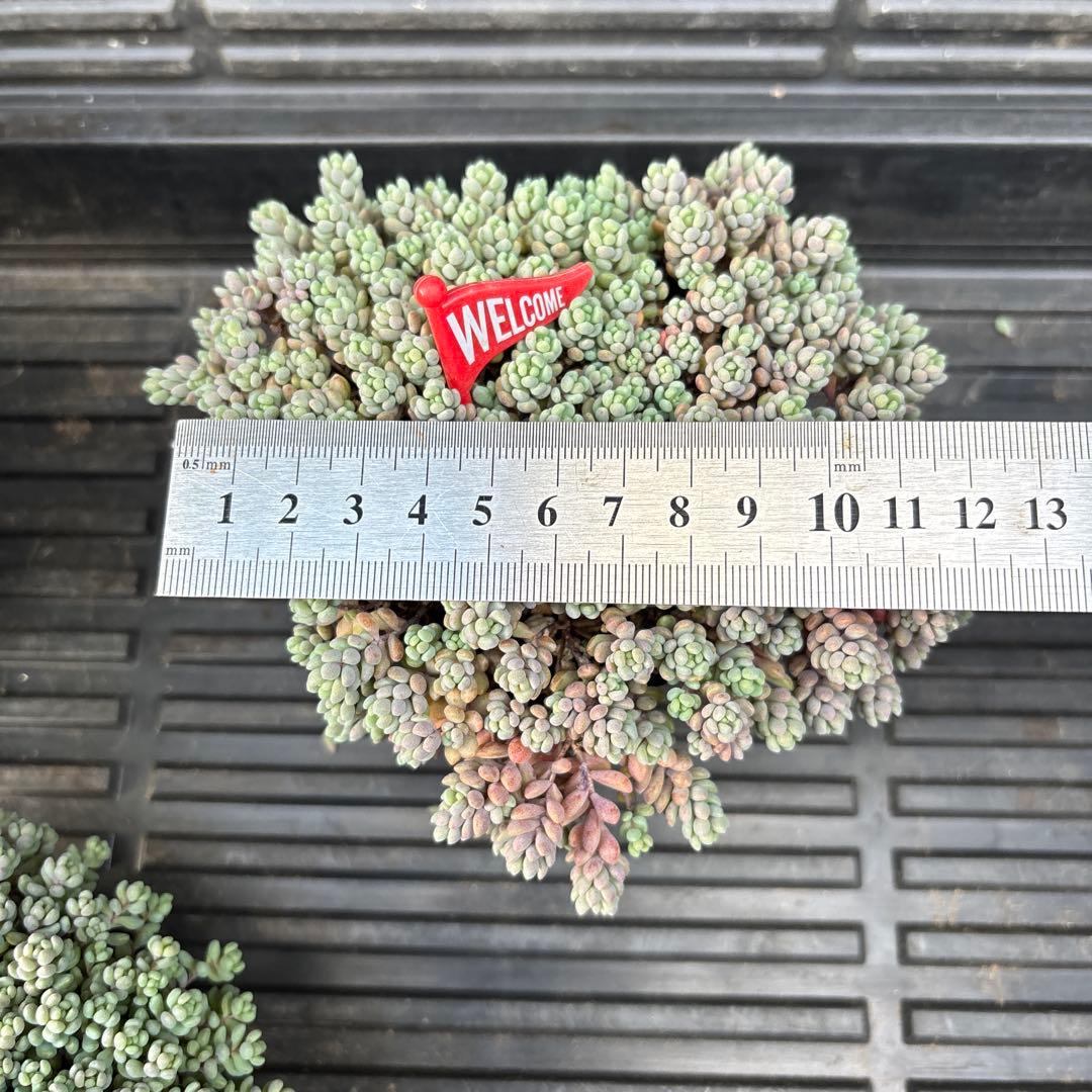 【専用】パープルヘイズ