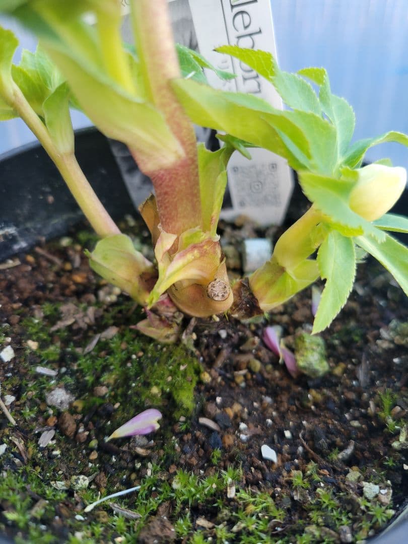 広瀬園芸　クリスマスローズ　ホワイトピコティセミダブル