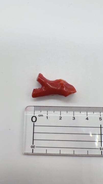 赤珊瑚 サンゴ