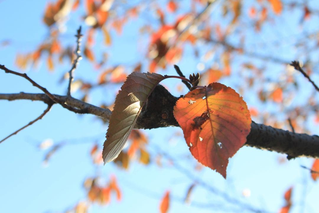 Canon kiss EOS X4 本体 付属品