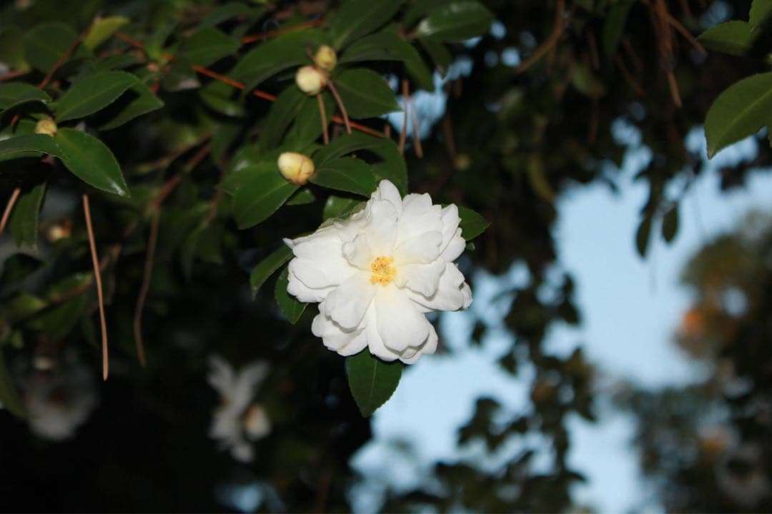 Canon kiss EOS X4 本体 付属品