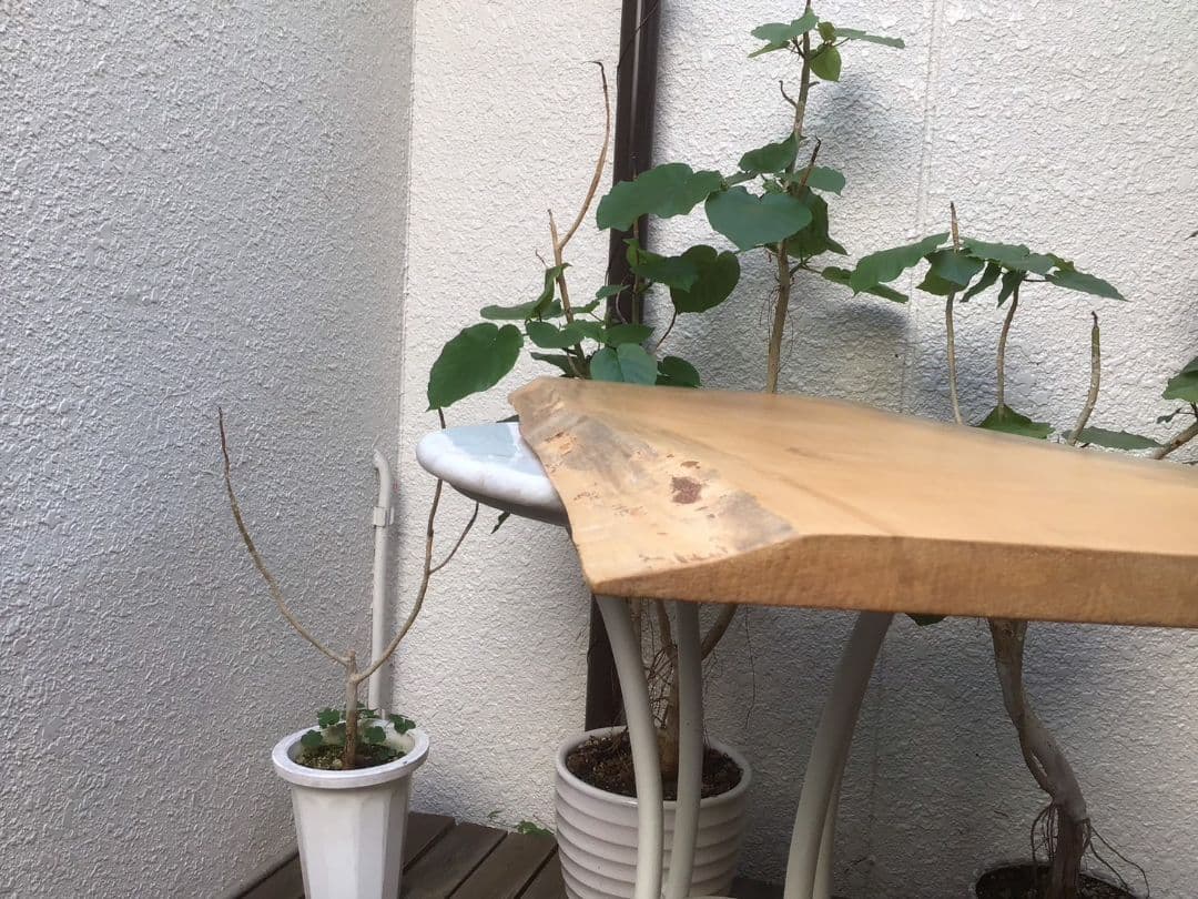 むくのき天板　とちの木　一枚板　無垢板　テーブル　カウンター　ベンチ