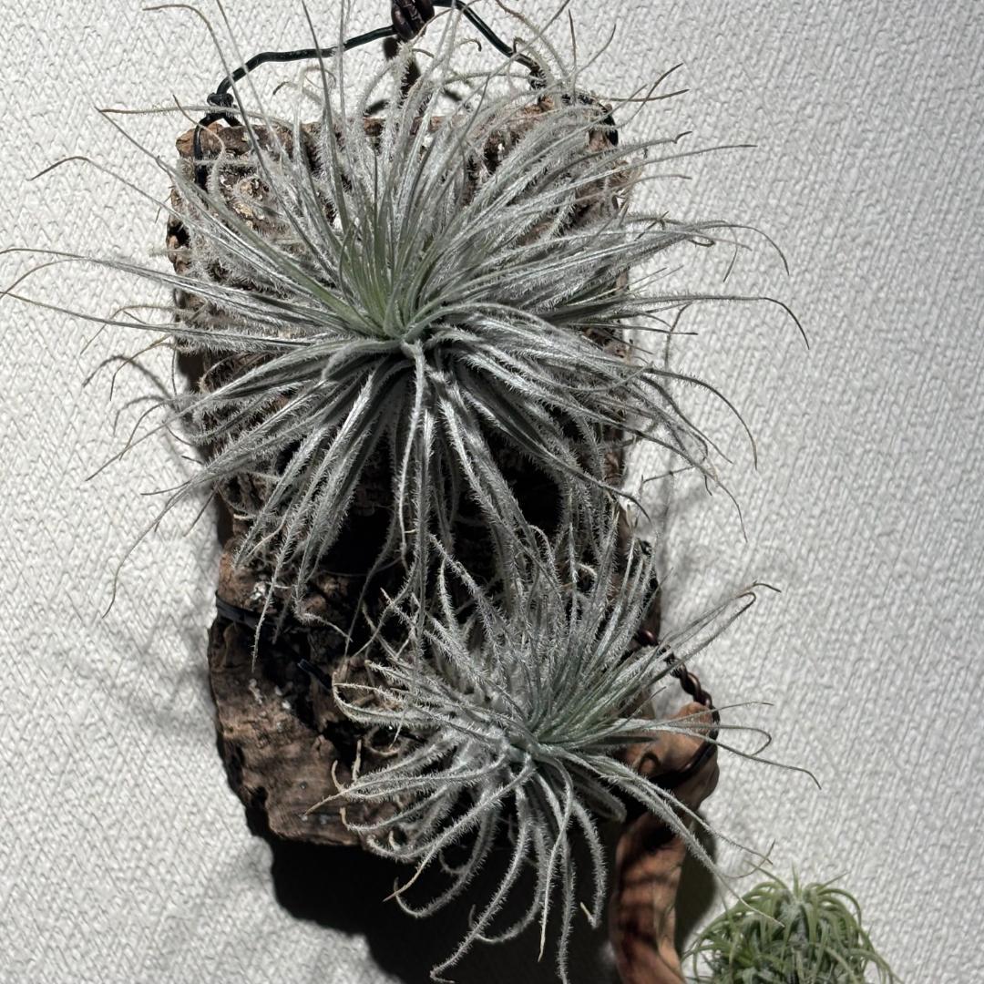 【セット！】チランジア：tectorum・ionantha