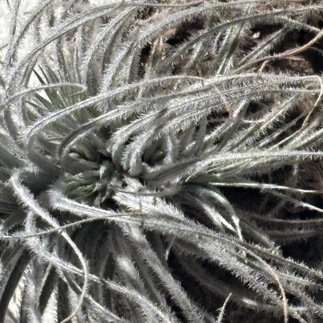 【セット！】チランジア：tectorum・ionantha