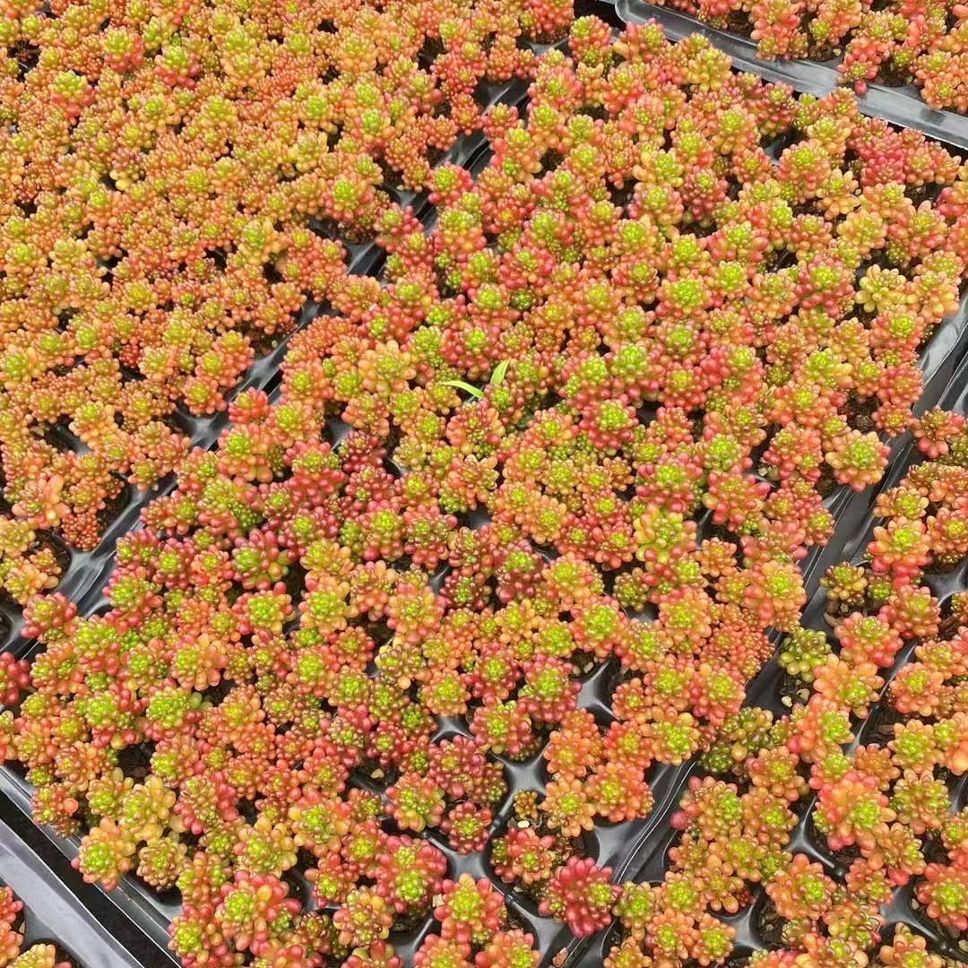 Top【選抜株】多肉植物　22831ベリー　72個　プラグトレー苗