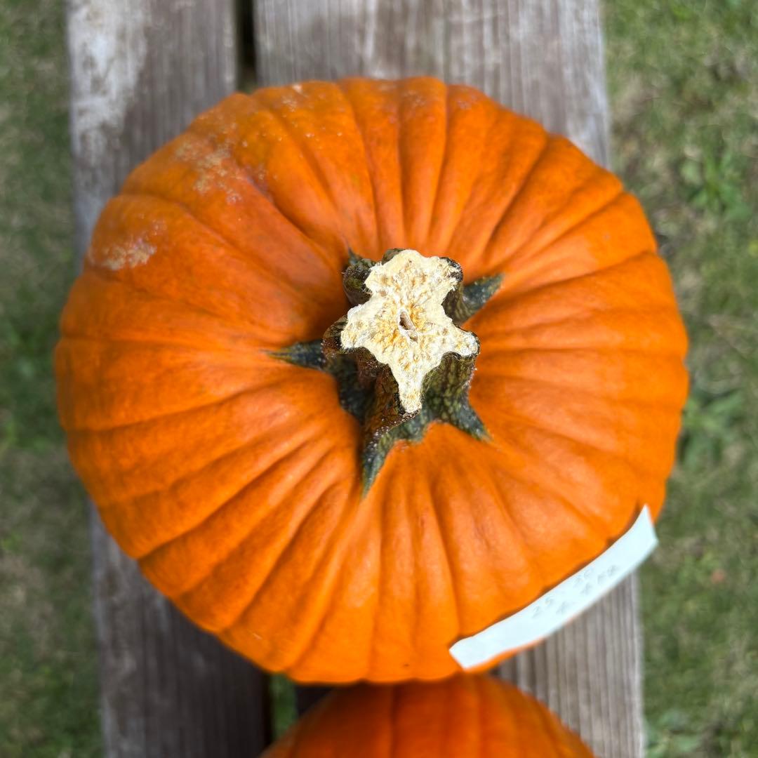 【すず】ハロウィンかぼちゃ　本物