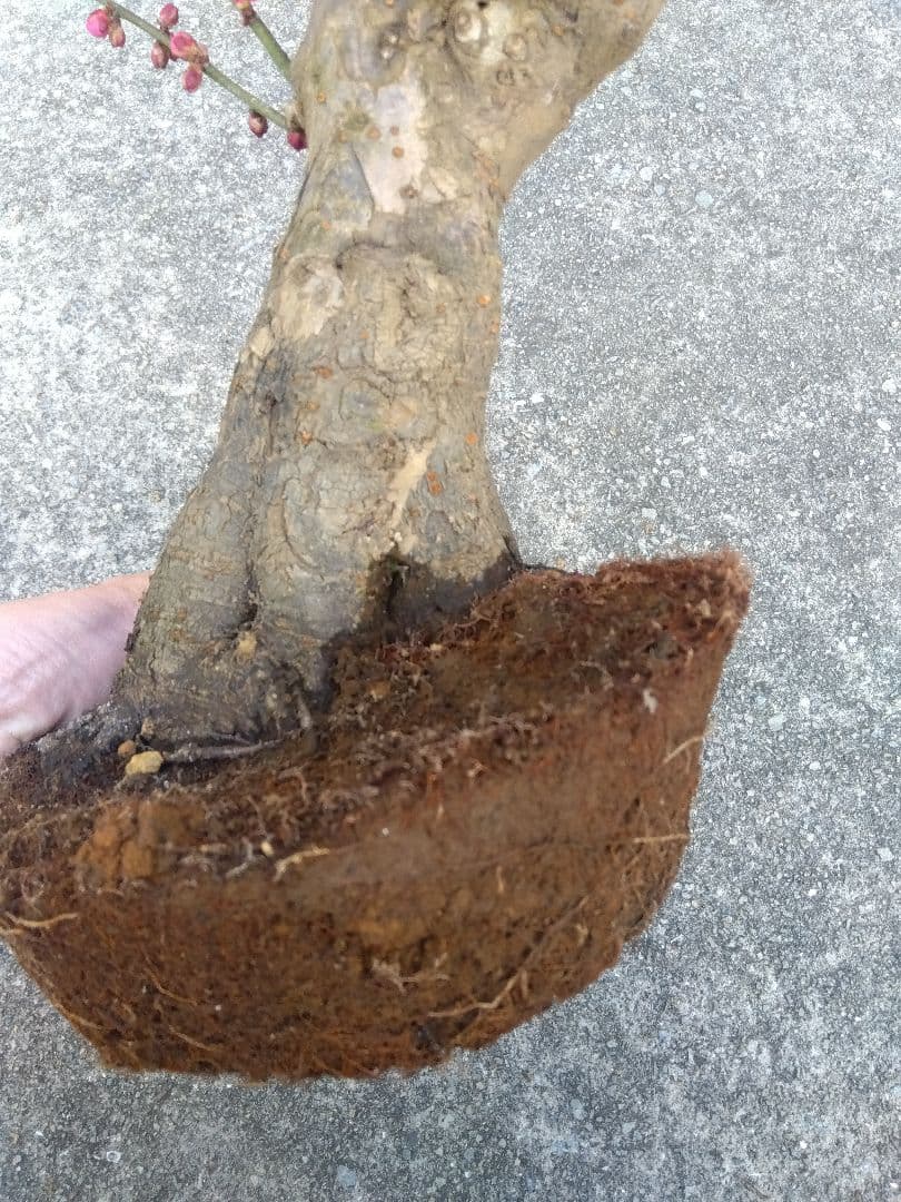 梅　盆栽　6号鉢相当　極太❗　ひ