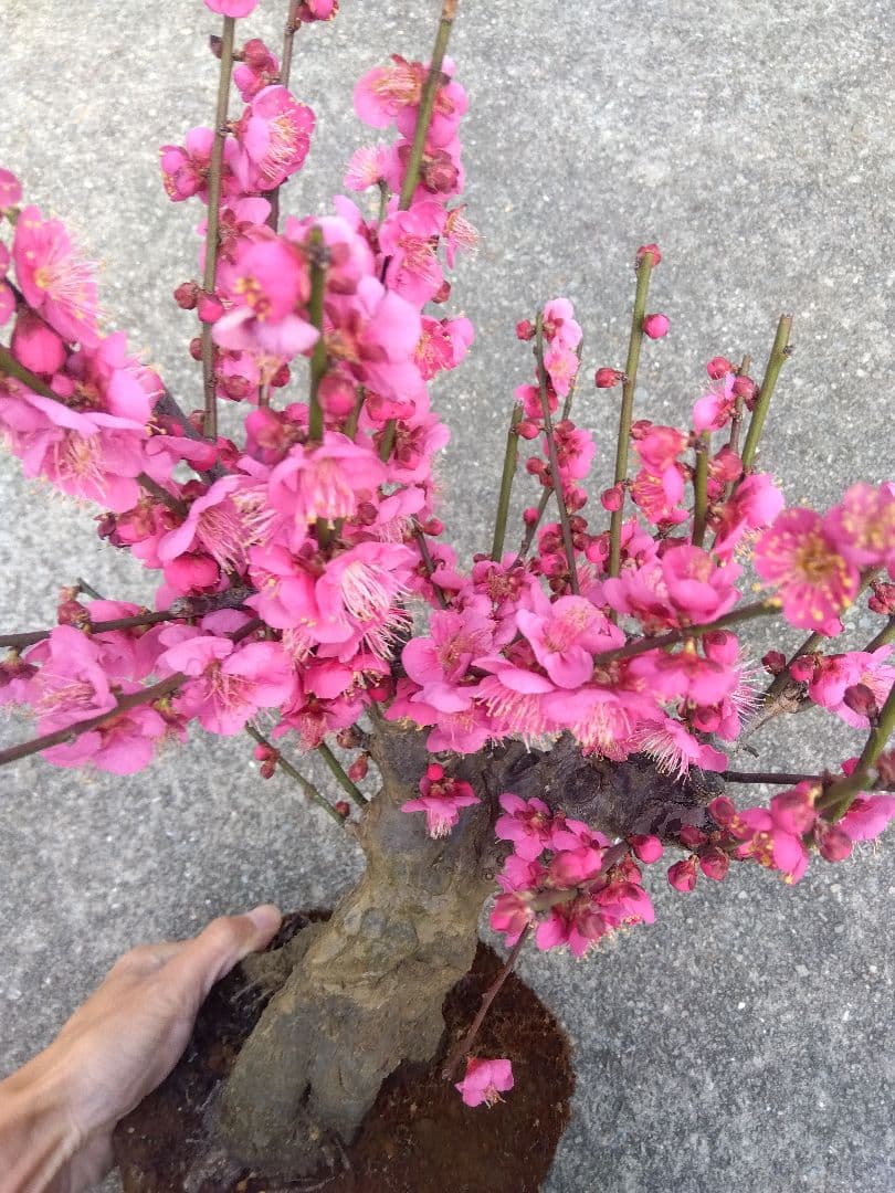 梅　盆栽　6号鉢相当　極太❗　ひ