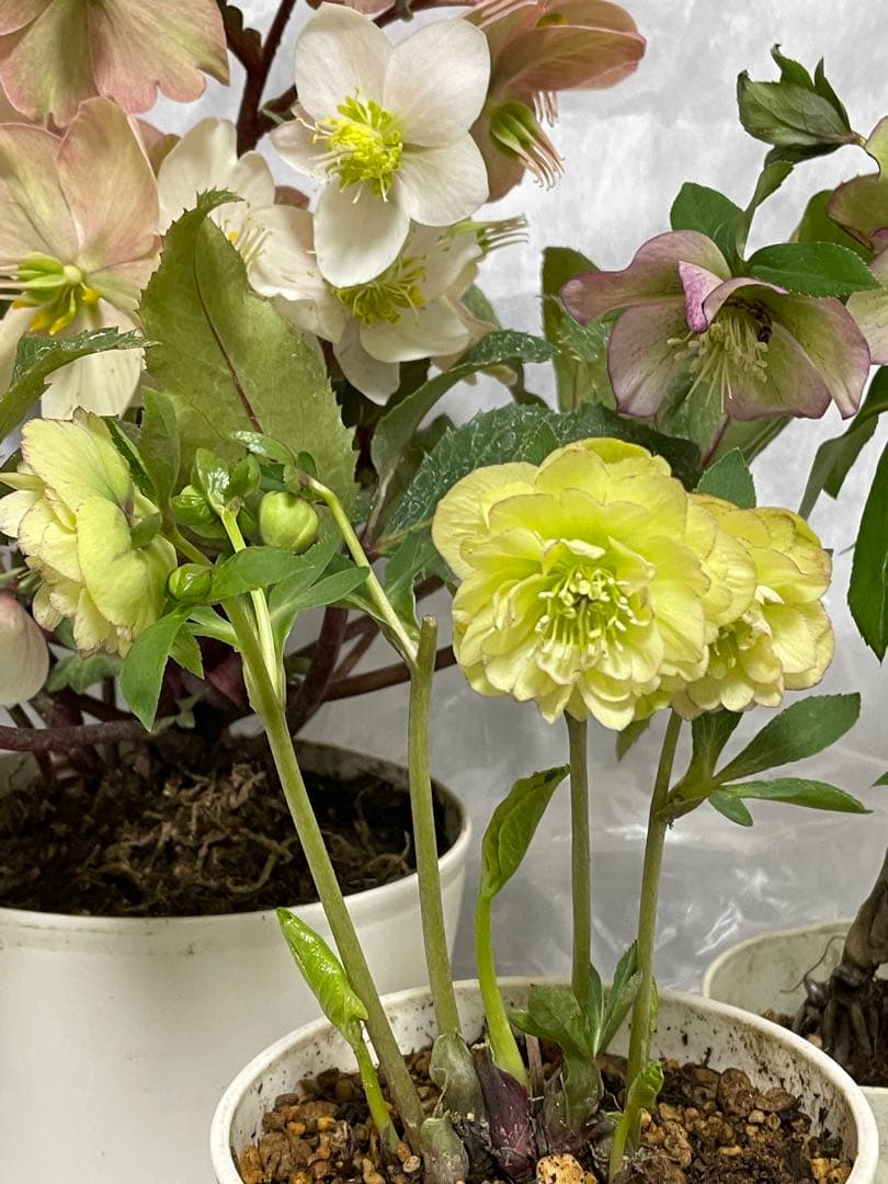 クリスマスローズ　セットa