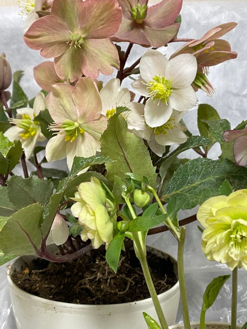 クリスマスローズ　セットa