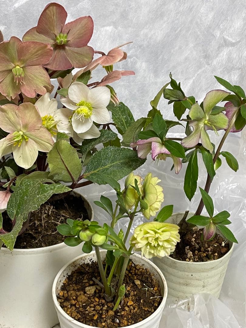 クリスマスローズ　セットa