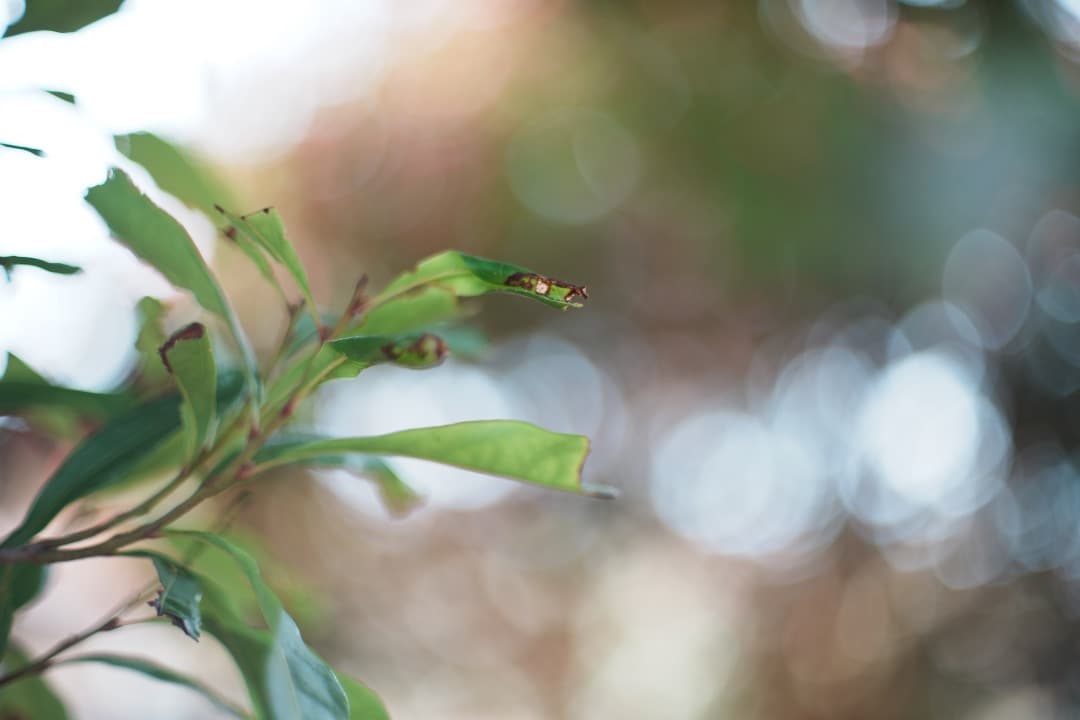 【希少8枚玉】動作◎ Super Takumar 50mm F1.4 前 521