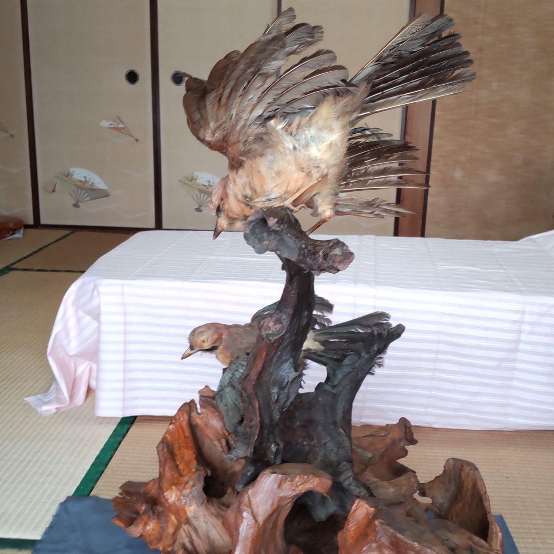 天然木の置物 鳥の剥製2羽付き インテリア