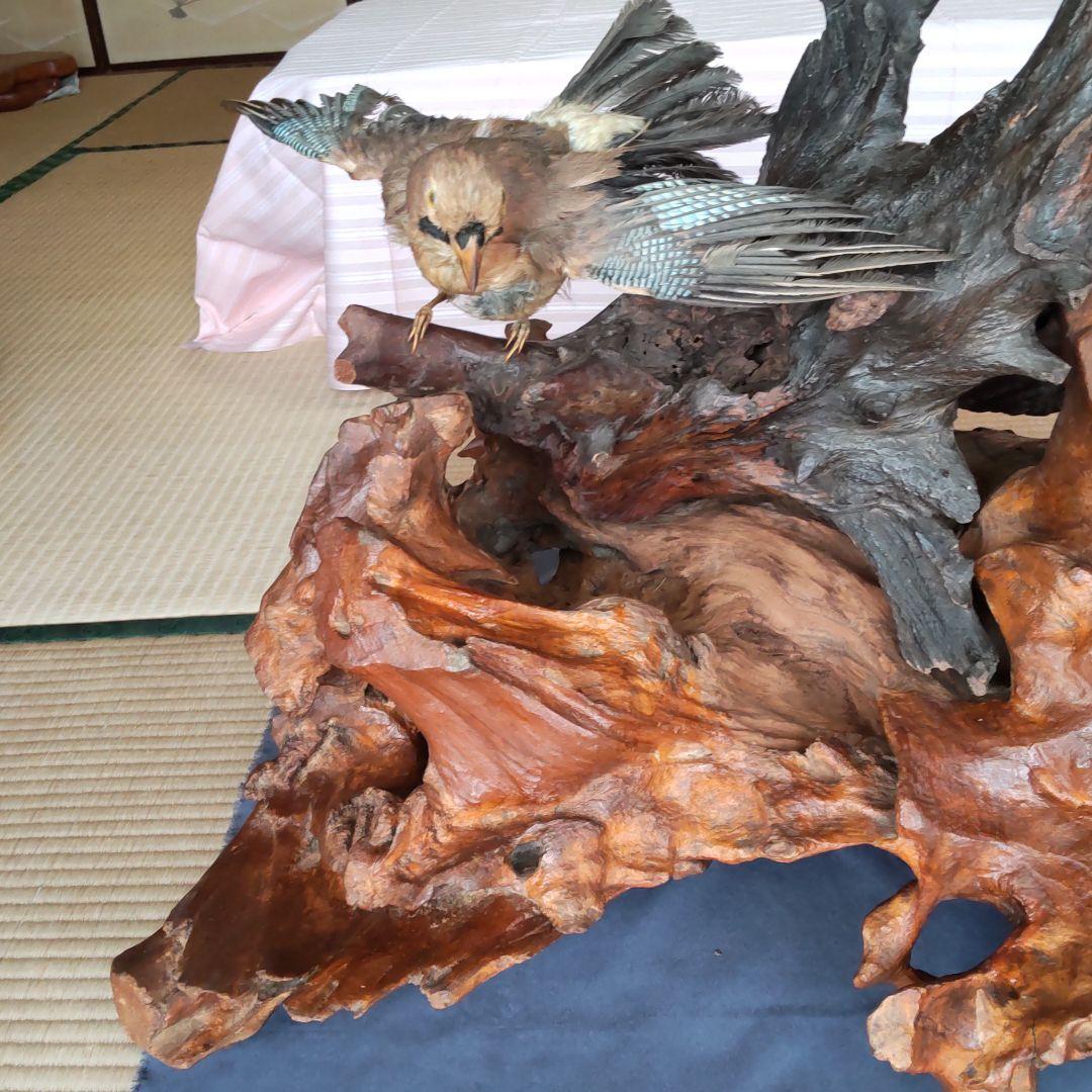 天然木の置物 鳥の剥製2羽付き インテリア