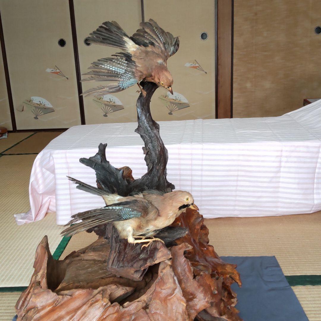 天然木の置物 鳥の剥製2羽付き インテリア