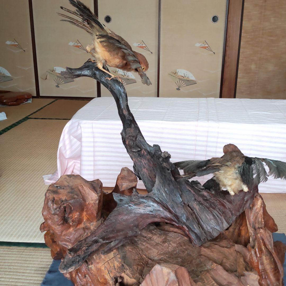 天然木の置物 鳥の剥製2羽付き インテリア