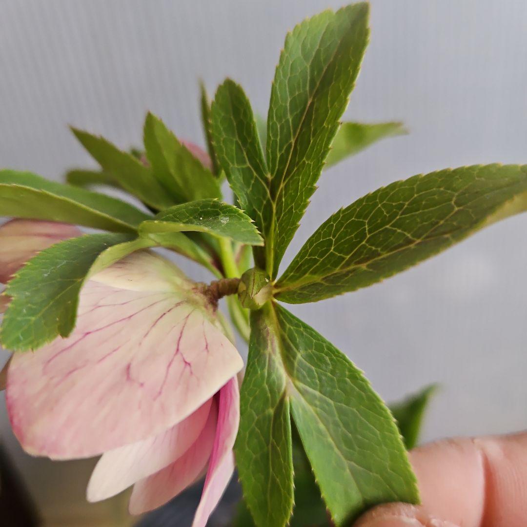 ㉖-519クリスマスローズ