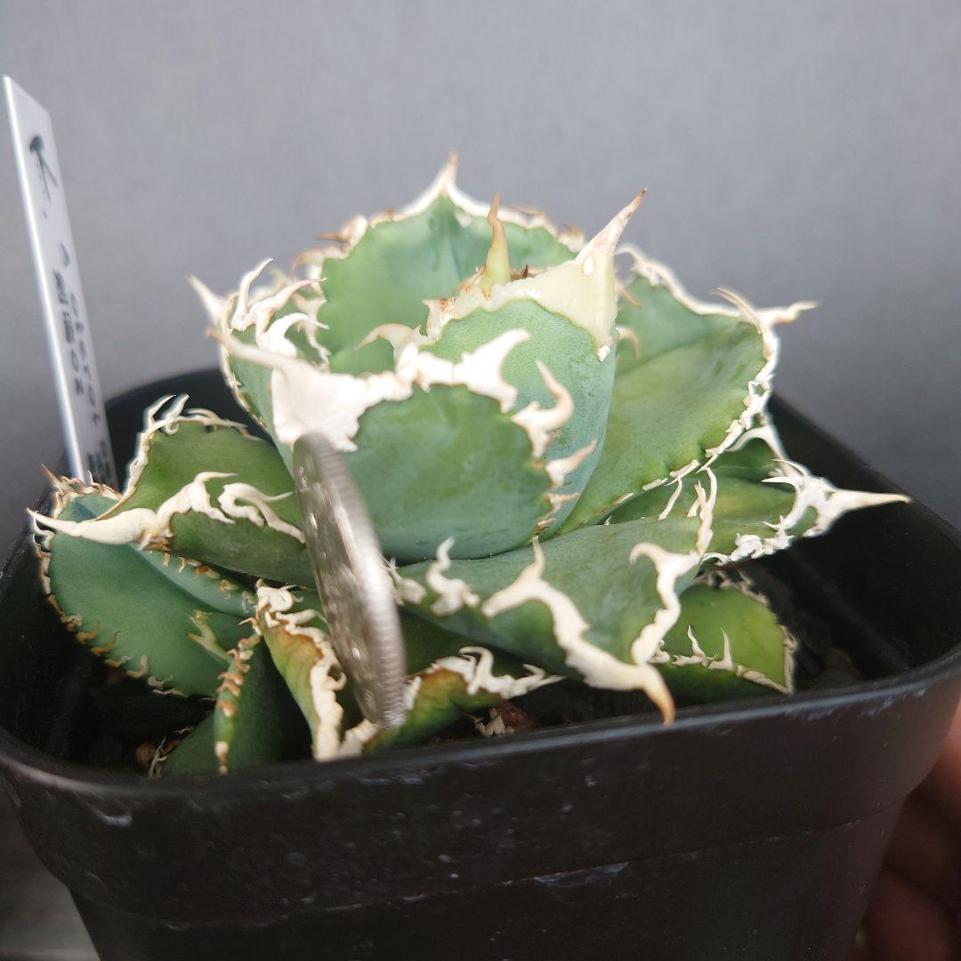 白毫刺、子株。大白鯊。Ivorywa,