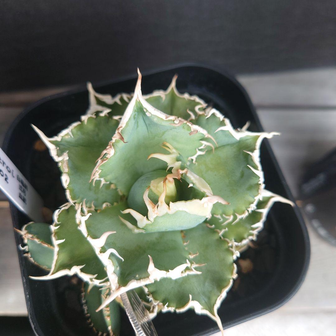 白毫刺、子株。大白鯊。Ivorywa,