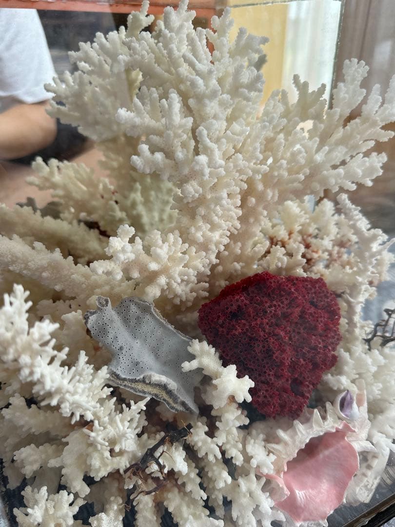 【超希少】フィジー産天然白珊瑚、赤珊瑚のディスプレイ置物